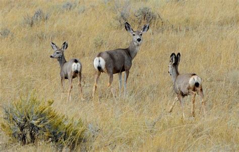 Brett French reports: Commission cuts mule deer doe hunting in Eastern Montana - Montana Hunting ...