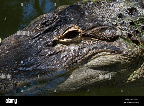 American Alligator closeup Stock Photo - Alamy