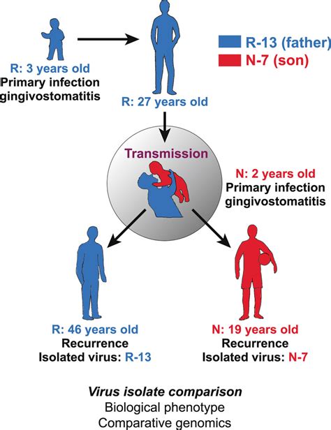 Timing of father to son transmission of HSV and viral isolate... | Download Scientific Diagram