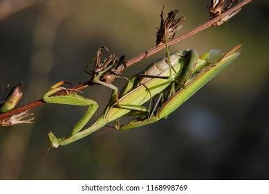 Praying Mantis Natural Habitat Macrophotography Stock Photo 1168998769 ...