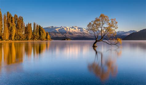 Wanaka Tree #3 - Wanaka Tree #3 at golden hour, Lake Wanaka New Zealand. | Tree, Wanaka, Lake wanaka