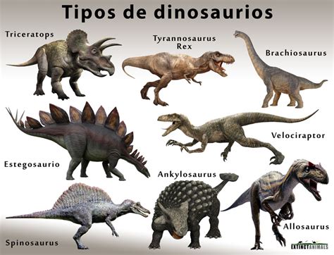 Tipos De Dinosaurios Dinosaurios | Images and Photos finder