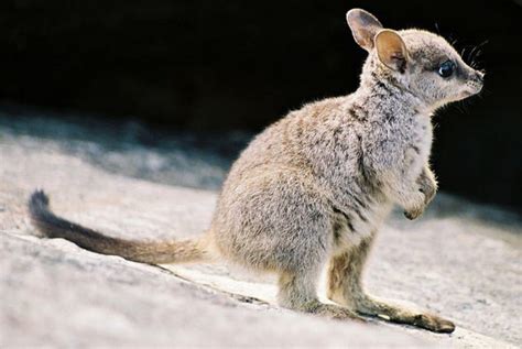 Baby Wallaby…