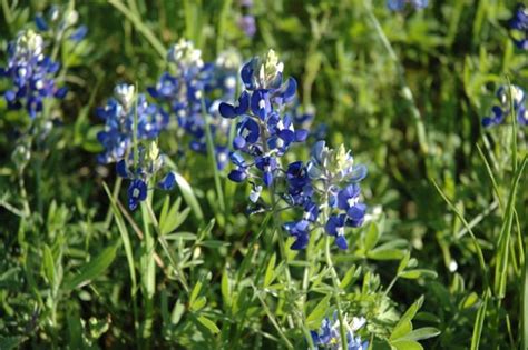 The Bluebonnet Festival is the Ultimate Way to Ring in the Texas Spring