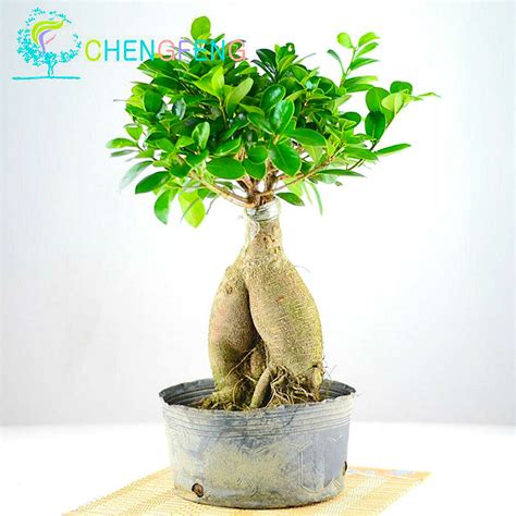 50Pcs Ficus Benghalensis Banyan Tree Seeds - Pure Bonsai