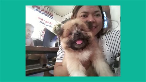 Shih Tzu X Pomeranian Price Philippines - Shih Tzu Dog