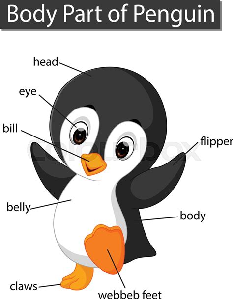 Diagram showing body part of penguin | Stock vector | Colourbox