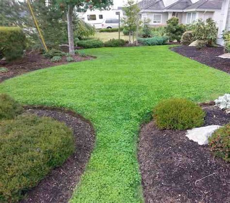 Creating a new clover lawn – GardenAdvice.co.uk