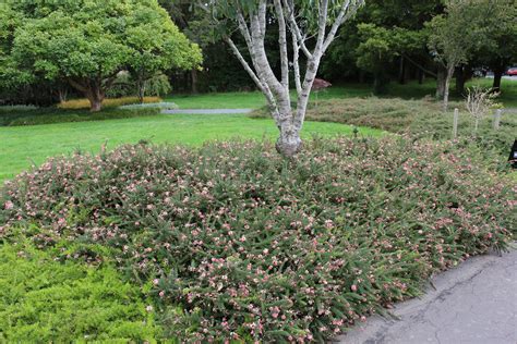 Grevillea lanigera 'Mt Tamboritha'