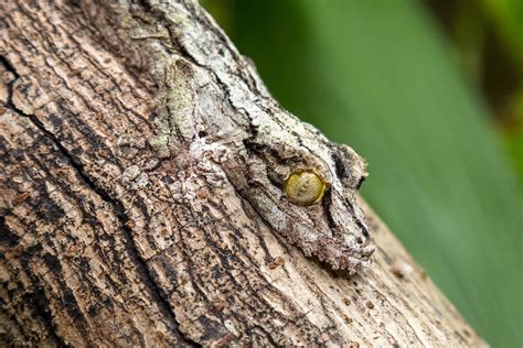 🔥 The incredible camouflage of the Leaf tailed gecko : r/NatureIsFuckingLit