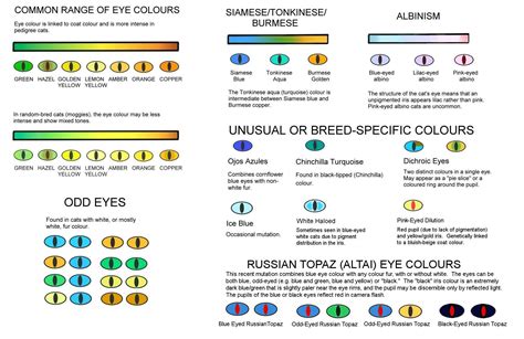 Rare Eye Colors Chart