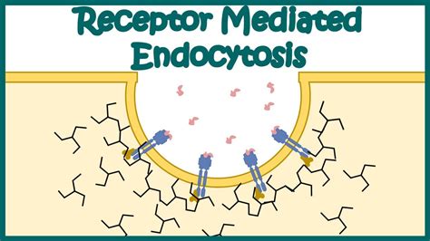 Receptor mediated endocytosis | Detailed Animation on Receptor-mediated Endocytosis| Endocytosis ...