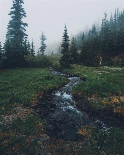 √ Tumblr Forest Aesthetic