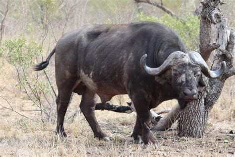 Cape Buffalo: The Most Dangerous Game | Field & Stream