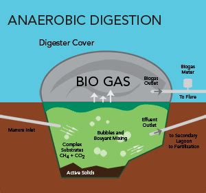 Questions To Ask When Considering Biogas Production - REURASIA