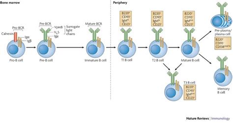 B cell (B lymphocyte)- Definition, Types, Development, Applications