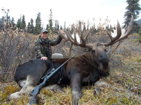 Alaskan Moose Facts, Distribution, Habitat, Size, Pictures