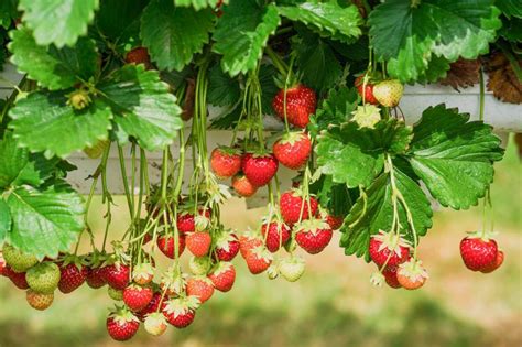 18+ tristar strawberry plants - SharafatYukta