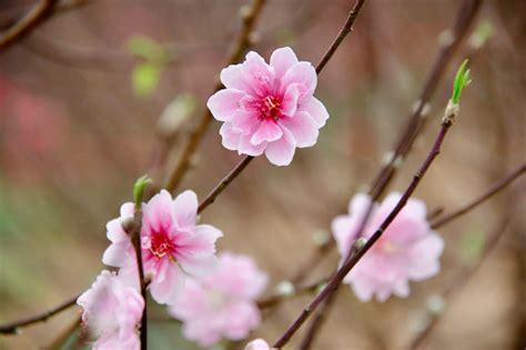 Peach blossoms, flower of Vietnamese Lunar New Year | Vietnam Times