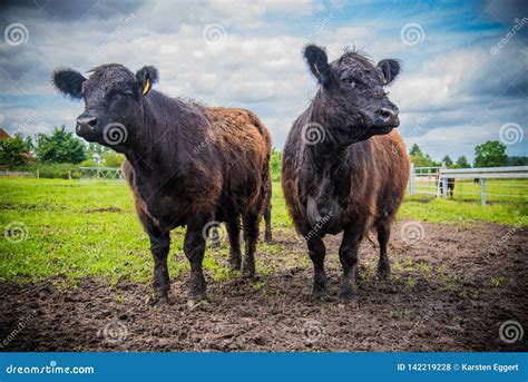 Galloway cattle on a farm stock photo. Image of grass - 142219228