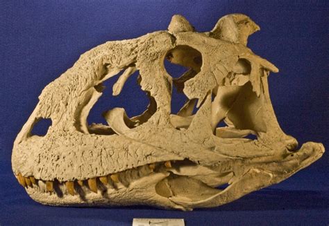 Majungasaurus Pictures & Facts - The Dinosaur Database