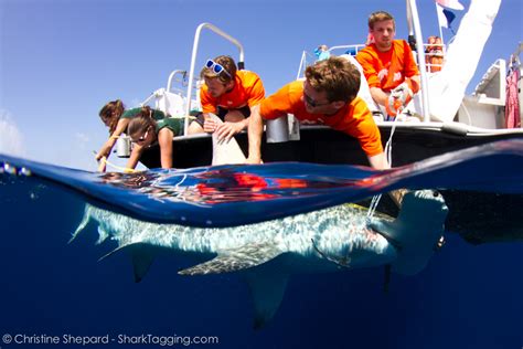 Shark Tagging – Scouting New Locations – Shark Research & Conservation ...