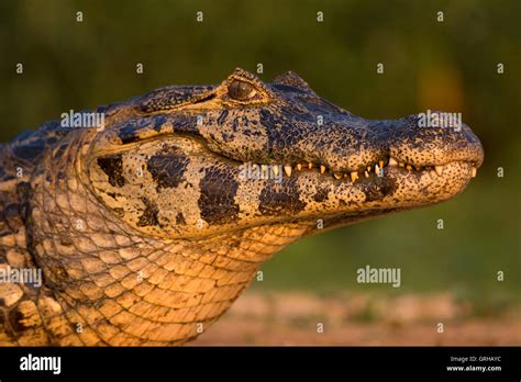 Pantanal Caiman portrait Stock Photo - Alamy