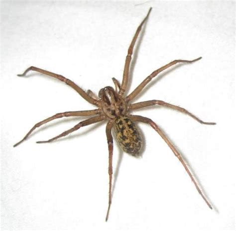 Hobo Spider