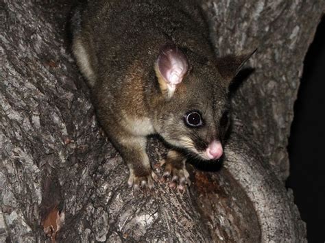 Australian possum | Australian possum, Australian animals, Possum