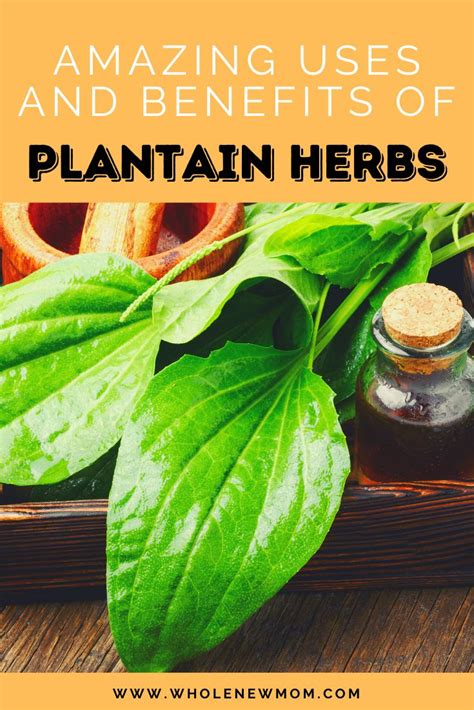 Amazing Health Benefits and Uses for Plantain Weed | Plantain herb, Plantain benefits, Healthy ...