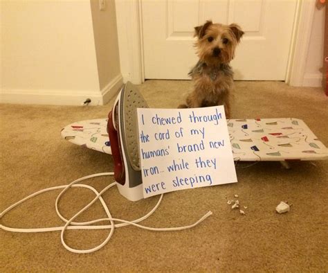 My Iron-clad Alibi has a few Holes… | Animal shaming, Dog shaming ...