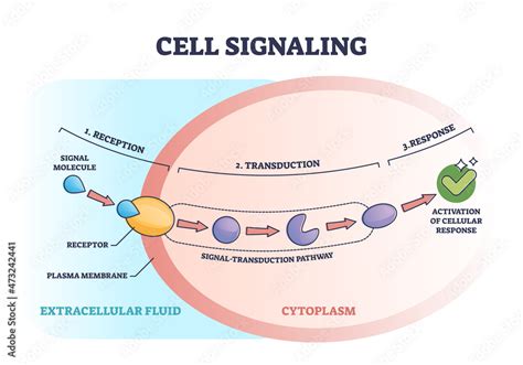 Cell or bio signaling with signal molecule pathway stages outline ...