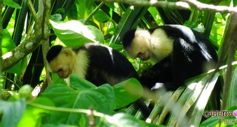 hiking Tour at Cahuita National Park --- CAHUITA TOURS Costa Rica - Snorkeling Cahuita National ...