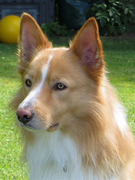 Sam, our Collie/Border Collie mix : r/dogs