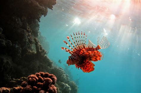 Predatory lionfish have arrived in the South Atlantic - Earth.com