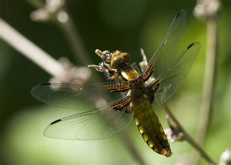 Weedon's World of Nature: Garden pond insects