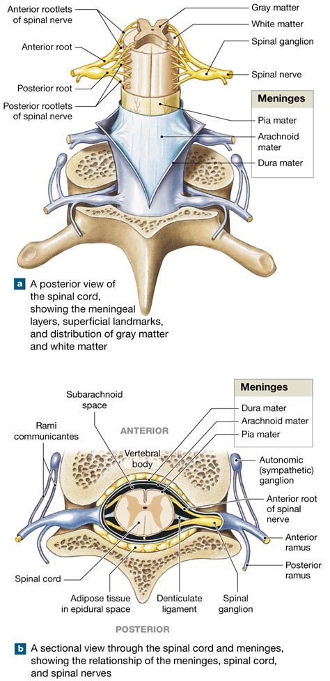 13.2: The spinal cord is surrounded by three meninges and has spinal ...