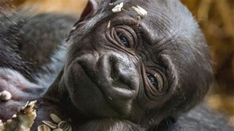 Philadelphia Zoo's baby girl gorilla named - 6abc Philadelphia