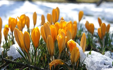 Can Plants Grow in Winter? | Wonderopolis