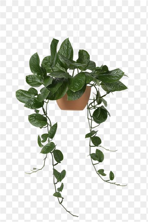 Download premium png of Hanging Pothos png plant mockup by Ake about pothos, hanging plant ...