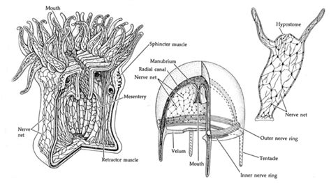 ONU Invertebrate Zoology: Lecture - Phylum Cnidaria