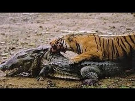 Tiger vs Crocodile Fight to Death - YouTube