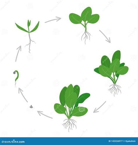 Round Crop Stages of Spinach. Circular Growing Spinach Plant. Green Leafy Vegetable Growth ...