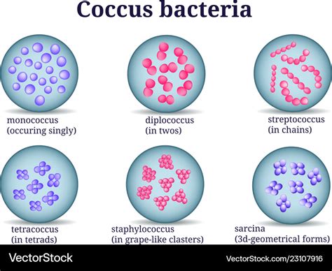 Arrangements of coccus bacteria in petri dish Vector Image