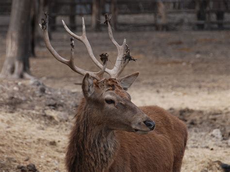 The Online Zoo - Red Deer