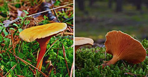 The False Chanterelle: Identification, Habitat, and Uses - Mushroom ...