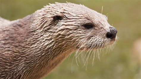 Rare river otter attack injures three women, with one airlifted to ...