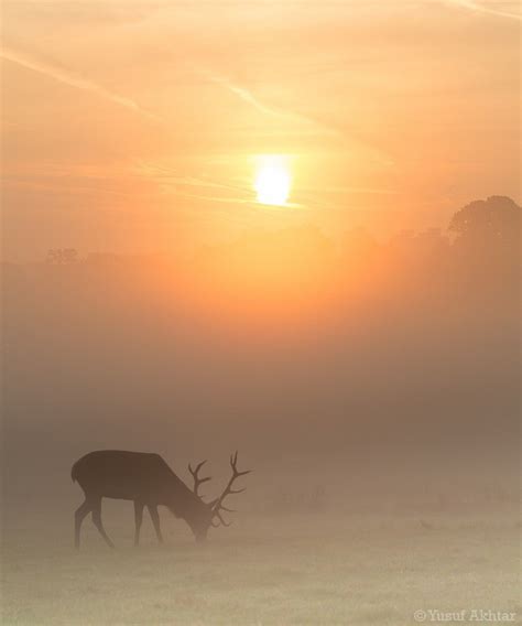 Red Deer Stag Grazing at Sunrise by Yusuf Akhtar | Deer stags, Deer, Red deer