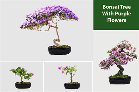 Bonsai Trees with Purple Flowers – The Alluring Wonders! - EmbraceGardening