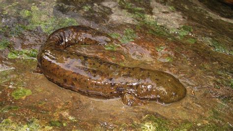 Hellbender Salamander Facts, Size, Habitat, Diet, Pictures